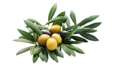 Nocellara del Belice Olive