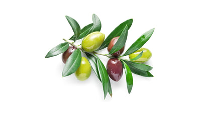Cerasuola Olive